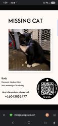 Lost Male Cat last seen By the Scott road train station and old Yale road, Surrey, BC V3V 3Y8