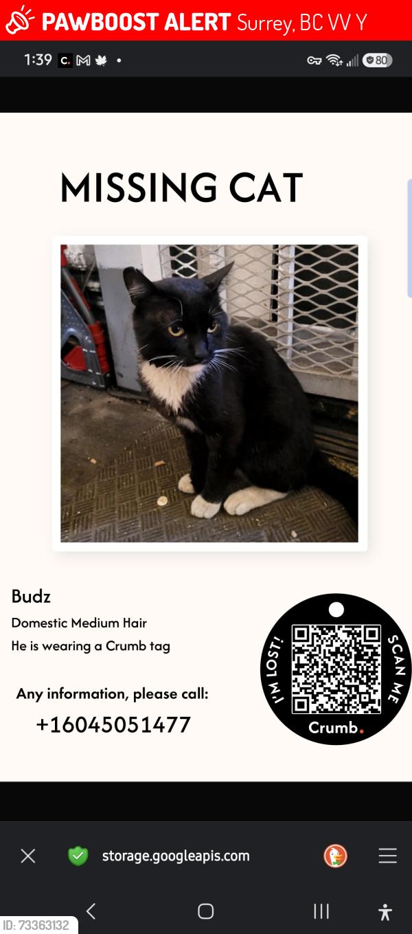 Lost Male Cat last seen By the Scott road train station and old Yale road, Surrey, BC V3V 3Y8