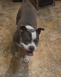 Reunited Female Dog last seen Near, Colorado Springs, CO 80922