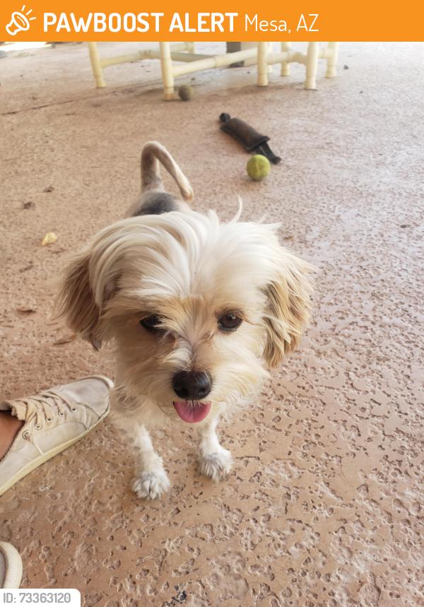 Found/Stray Male Dog last seen Sossamon and Baseline, Mesa, AZ 85209