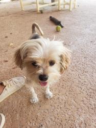 Found/Stray Male Dog last seen Sossamon and Baseline, Mesa, AZ 85209