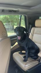 Lost Female Dog last seen Old Hwy 8, Monroe County, MS 39730