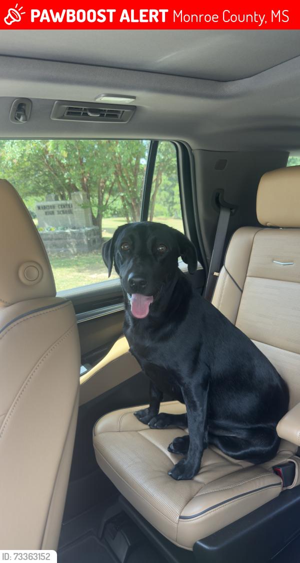 Lost Female Dog last seen Old Hwy 8, Monroe County, MS 39730