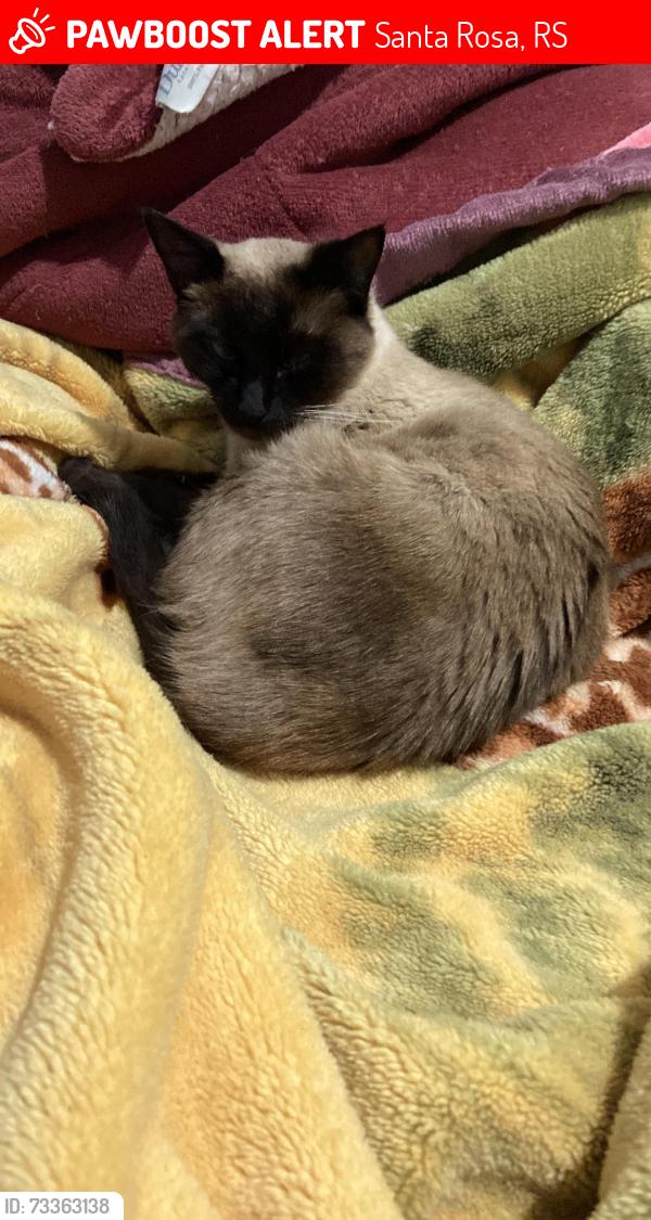 Lost Female Cat last seen Vista pela ultima vez no final da rua sem saída., Santa Rosa, RS 