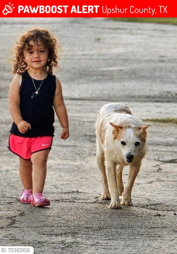 Lost Male Dog last seen PR-3401 Gilmer TX 75645 United States, Upshur County, TX 75645