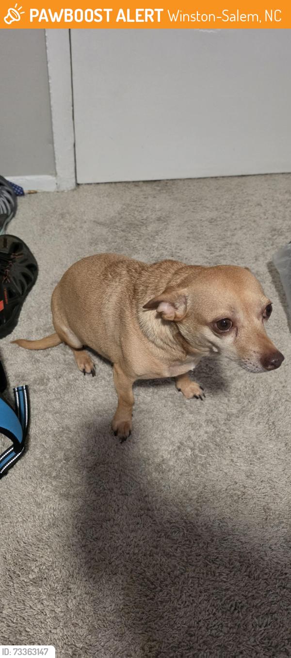 Found/Stray Female Dog last seen Near village creek cir, Winston-Salem, NC 27104