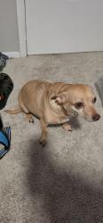 Found/Stray Female Dog last seen Near village creek cir, Winston-Salem, NC 27104