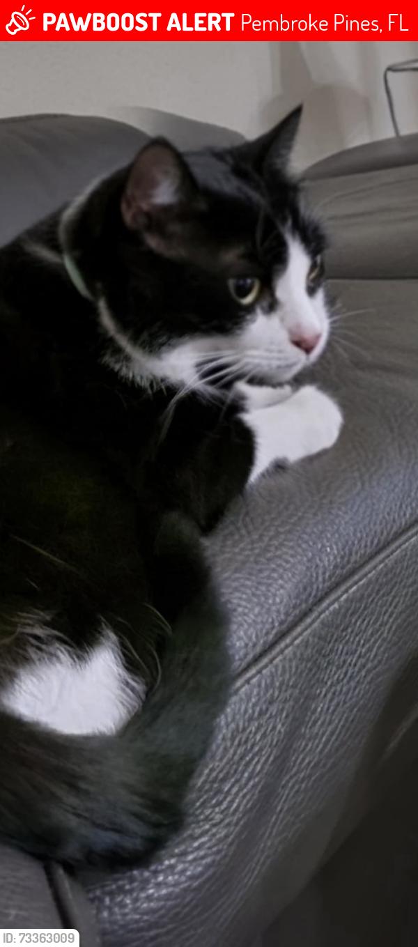 Lost Male Cat last seen MAJESTIC BAY / PEMBROKE FALLS, Pembroke Pines, FL 33028