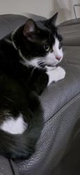 Lost Male Cat last seen MAJESTIC BAY / PEMBROKE FALLS, Pembroke Pines, FL 33028
