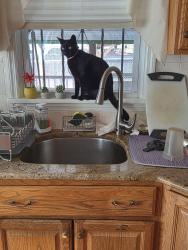 Lost Female Cat last seen Near Place, Queens, NY 11423