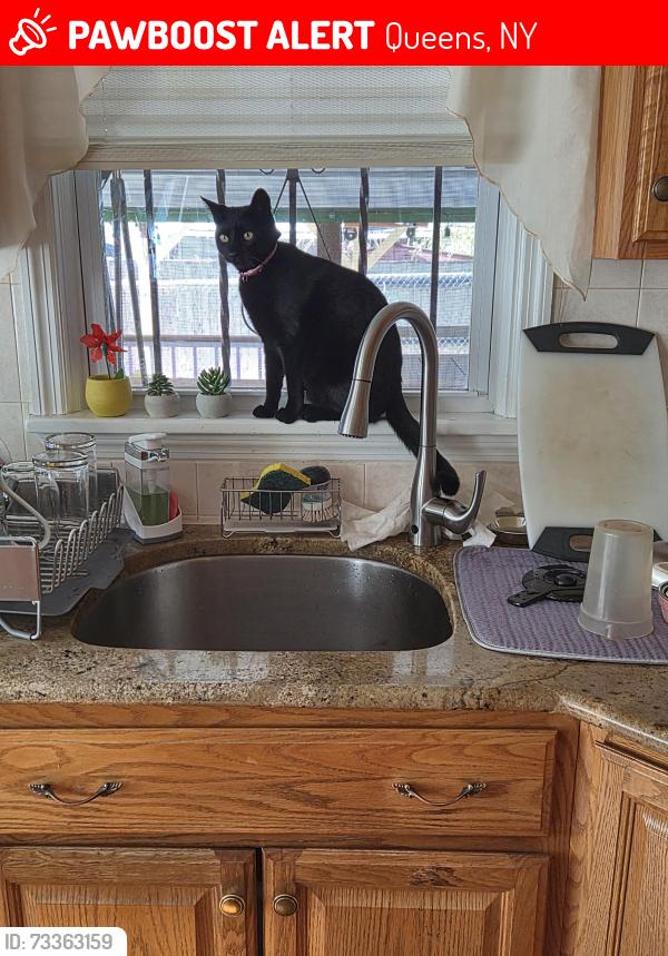 Lost Female Cat last seen Near Place, Queens, NY 11423