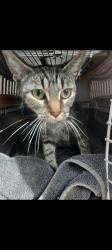 Shelter Stray Female Cat last seen , 130 Beyer Way, Chula Vista, CA 91911, USA