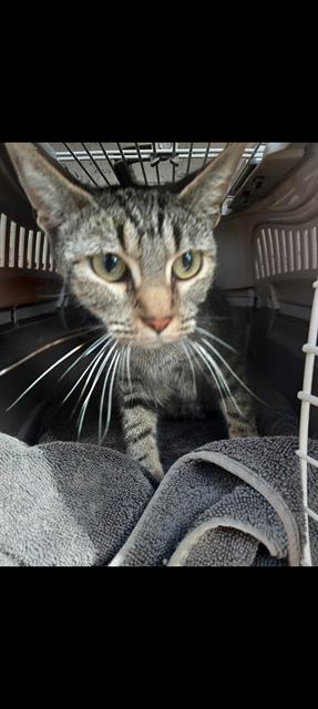 Shelter Stray Female Cat last seen , 130 Beyer Way, Chula Vista, CA 91911, USA