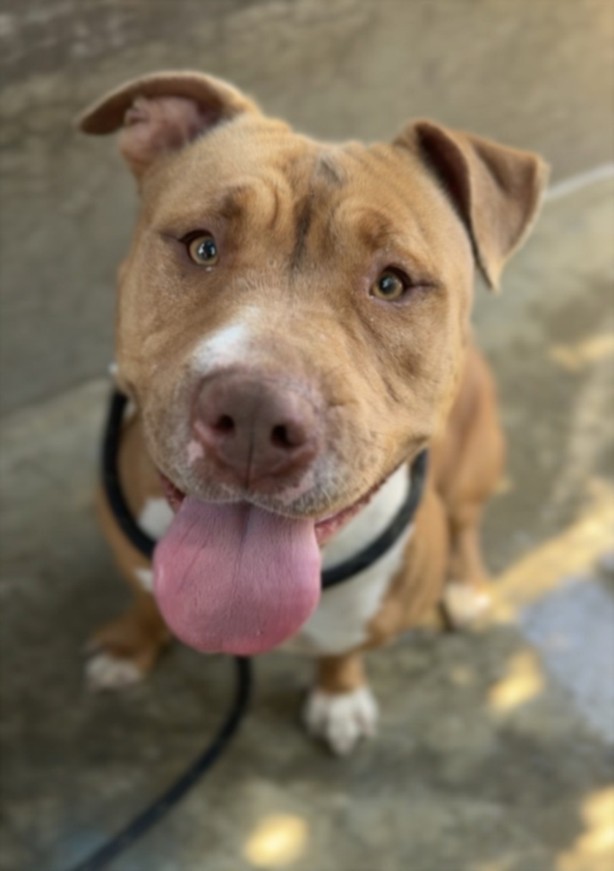 Shelter Stray Female Dog last seen , West Valley Animal Shelter, 20655 Plummer St, Chatsworth, CA 91311, USA