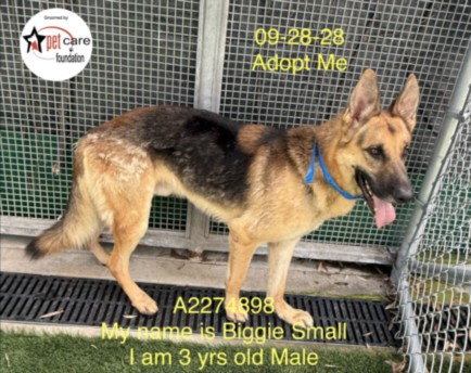 Shelter Stray Male Dog last seen , West Valley Animal Shelter, 20655 Plummer St, Chatsworth, CA 91311, USA