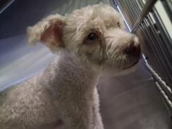 Shelter Stray Male Dog last seen , West Valley Animal Shelter, 20655 Plummer St, Chatsworth, CA 91311, USA