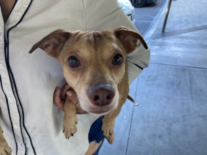 Shelter Stray Male Dog last seen , West Valley Animal Shelter, 20655 Plummer St, Chatsworth, CA 91311, USA