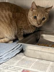 Shelter Stray Male Cat last seen , West Valley Animal Shelter, 20655 Plummer St, Chatsworth, CA 91311, USA