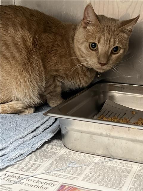 Shelter Stray Male Cat last seen , West Valley Animal Shelter, 20655 Plummer St, Chatsworth, CA 91311, USA