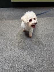 Shelter Stray Male Dog last seen , 3201 Lacy St, Los Angeles, CA 90031, USA