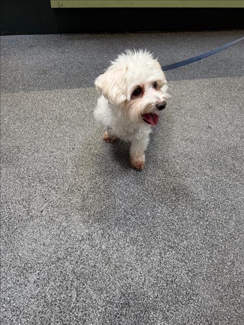 Shelter Stray Male Dog last seen , 3201 Lacy St, Los Angeles, CA 90031, USA