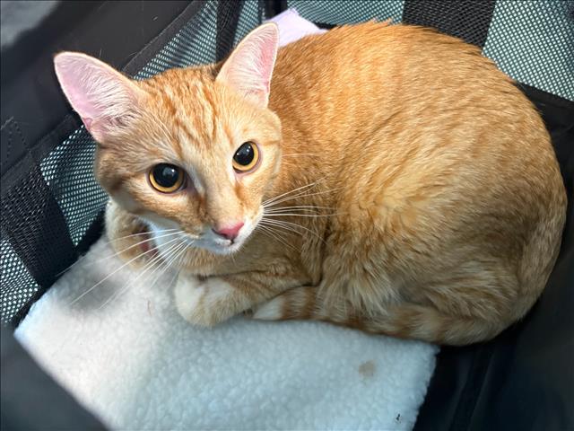 Shelter Stray Male Cat last seen , West Valley Animal Shelter, 20655 Plummer St, Chatsworth, CA 91311, USA
