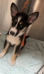 Shelter Stray Male Dog last seen , 3201 Lacy St, Los Angeles, CA 90031, USA