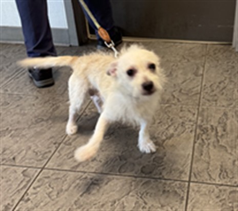 Shelter Stray Male Dog last seen , 11361 W Pico Blvd, Los Angeles, CA 90064, USA