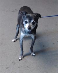 Shelter Stray Female Dog last seen OCEAN BEACH@GRT HWY, 1419 Bryant St, San Francisco, CA 94103, USA