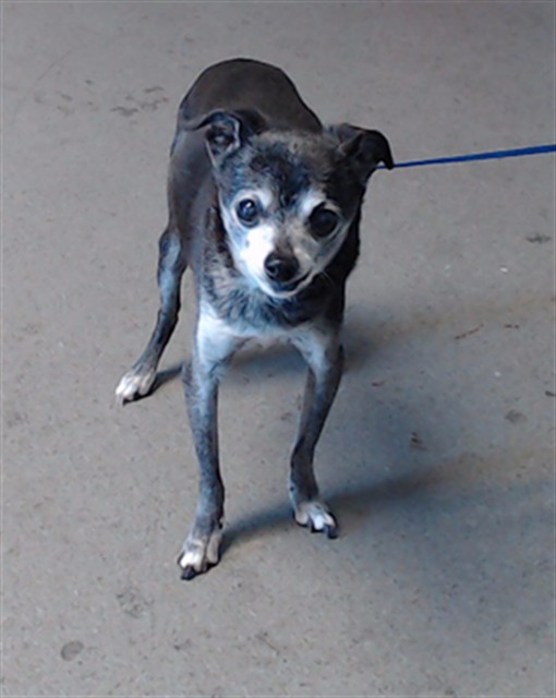 Shelter Stray Female Dog last seen OCEAN BEACH@GRT HWY, 1419 Bryant St, San Francisco, CA 94103, USA