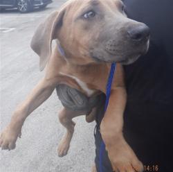Shelter Stray Female Dog last seen Near BLOCK SW 209 AVE, 3599 NW 79th Ave, Doral, FL 33122, USA