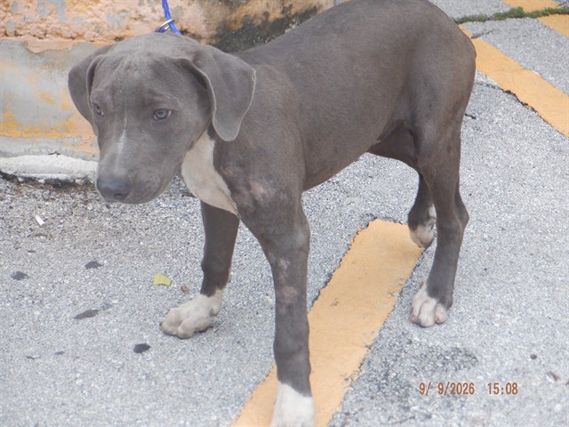 Shelter Stray Male Dog last seen Near BLOCK SW 209 AVE, 3599 NW 79th Ave, Doral, FL 33122, USA