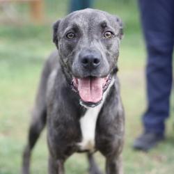Shelter Stray Female Dog last seen Near BLOCK W BROADVIEW, 4710 TX-151, San Antonio, TX 78227, USA
