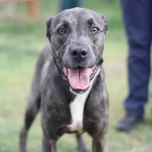 Shelter Stray Female Dog last seen Near BLOCK W BROADVIEW, 4710 TX-151, San Antonio, TX 78227, USA
