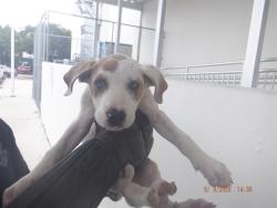 Shelter Stray Female Dog last seen Near BLOCK SW 209 AVE, 3599 NW 79th Ave, Doral, FL 33122, USA