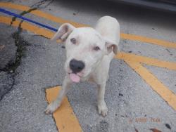 Shelter Stray Male Dog last seen Near BLOCK SW 209 AVE, 3599 NW 79th Ave, Doral, FL 33122, USA
