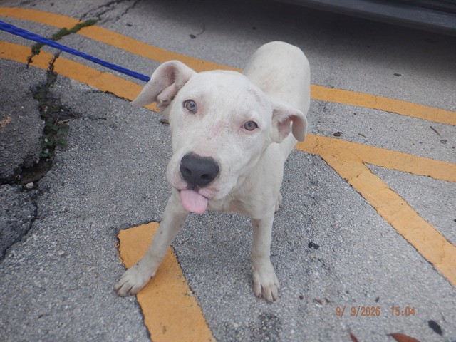 Shelter Stray Male Dog last seen Near BLOCK SW 209 AVE, 3599 NW 79th Ave, Doral, FL 33122, USA