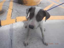 Shelter Stray Female Dog last seen Near BLOCK SW 209 AVE, 3599 NW 79th Ave, Doral, FL 33122, USA