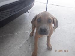 Shelter Stray Female Dog last seen Near BLOCK SW 209 AVE, 3599 NW 79th Ave, Doral, FL 33122, USA