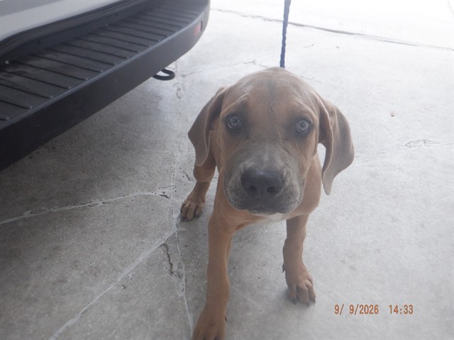 Shelter Stray Female Dog last seen Near BLOCK SW 209 AVE, 3599 NW 79th Ave, Doral, FL 33122, USA