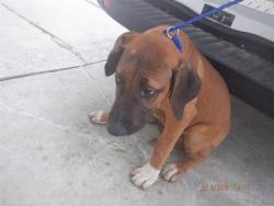 Shelter Stray Female Dog last seen Near BLOCK SW 209 AVE, 3599 NW 79th Ave, Doral, FL 33122, USA