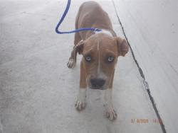 Shelter Stray Female Dog last seen Near BLOCK SW 209 AVE, 3599 NW 79th Ave, Doral, FL 33122, USA