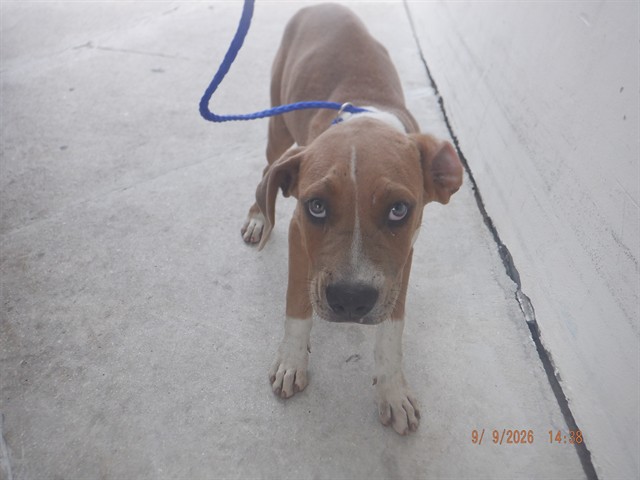 Shelter Stray Female Dog last seen Near BLOCK SW 209 AVE, 3599 NW 79th Ave, Doral, FL 33122, USA