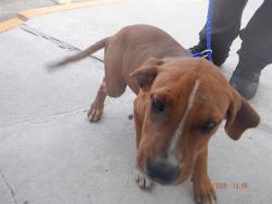 Shelter Stray Female Dog last seen Near BLOCK SW 209 AVE, 3599 NW 79th Ave, Doral, FL 33122, USA