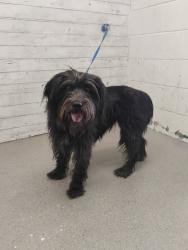 Shelter Stray Female Dog last seen Near BLOCK W L ST, 333 Chandler Pl, San Bernardino, CA 92408, USA