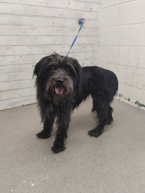 Shelter Stray Female Dog last seen Near BLOCK W L ST, 333 Chandler Pl, San Bernardino, CA 92408, USA