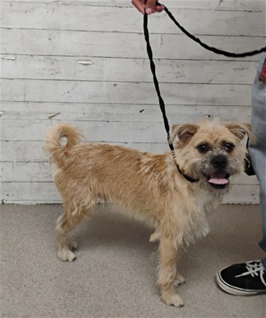 Shelter Stray Male Dog last seen ARROWHEAD AVE X BASELINE ST, 333 Chandler Pl, San Bernardino, CA 92408, USA