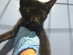 Shelter Stray Female Cat last seen CENTRAL AND PACIFIC, 333 Chandler Pl, San Bernardino, CA 92408, USA