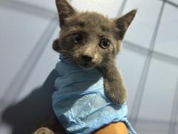 Shelter Stray Female Cat last seen CENTRAL AND PACIFIC, 333 Chandler Pl, San Bernardino, CA 92408, USA