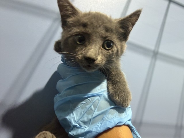Shelter Stray Female Cat last seen CENTRAL AND PACIFIC, 333 Chandler Pl, San Bernardino, CA 92408, USA
